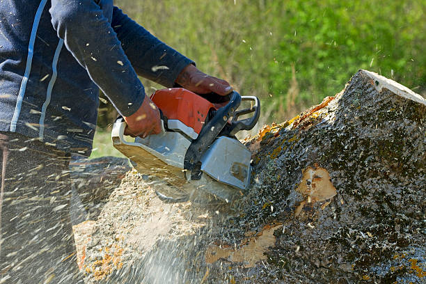 Tree Removal for Businesses in Edgerton, MN